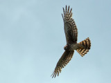 IMG_1740 Northern Harrier.jpg