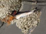 IMG_1223 Cliff Swallow.jpg