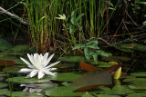 Water Lily.jpg