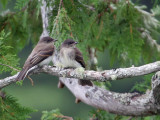 IMG_5452 Eastern Phoebe.jpg