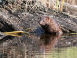 IMG_6807 Mink.jpg