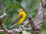 IMG_7403 Prothonotary Warbler.jpg
