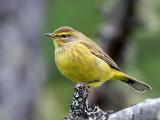IMG_8820 Yellow Palm Warbler.jpg
