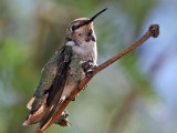IMG_9591 Costa's Hummingbird.jpg