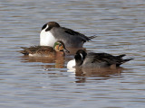 IMG_3512 Baikal Teal.jpg