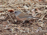 IMG_1641 Dark-eyed Junco.jpg