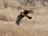 IMG_2189 Northern Harrier - juvenile.jpg