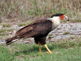 IMG_0981 Crested Caracara.jpg