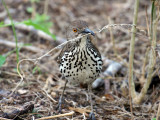 IMG_2012 Long-billed Thrasher.jpg