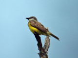 IMG_1647 Couch's Kingbird.jpg