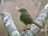 IMG_0680 Olive Sparrow.jpg