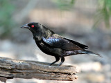 IMG_2113 Bronzed Cowbird.jpg