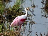 IMG_0427 Roseate Spoonbill.jpg