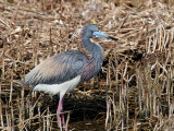 IMG_1340 Tri-colored Heron.jpg