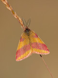 Zuringspanner/Lythria cruentaria