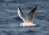 Black-headed Gull (Larus ridibundus) - skrattmås