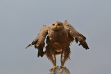 Steppe Eagle (Aquila nipalensis)