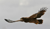 Steppe Eagle (Aquila nipalensis)