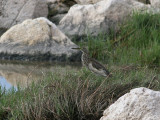 Indian Pond-Heron (Ardeola grayii)