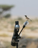 Desert Wheatear (Oenanthe deserti)