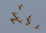 Crowned Sandgrouse (Pterocles coronatus)