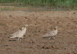 Crowned Sandgrouse (Pterocles coronatus)