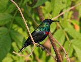 Shining Sunbird (Cinnyris habessinica)