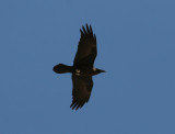 Brown-necked Raven (Corvus ruficollis)