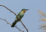Blue-cheeked Bee-eater (Merops persicus)