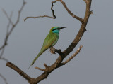 Little Green Bee-eater (Merops orientalis)