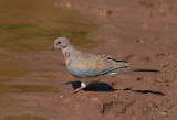 Laughing Dove (Streptopelia senegalensis)