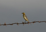 Citrine Wagtail (Motacilla citreola)