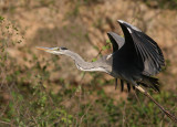 Grey Heron (Ardea cinerea)