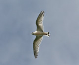 Little Gull (Hydrocoloeus minutus) - dvärgmås