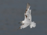 Little Gull (Hydrocoloeus minutus) - dvärgmås