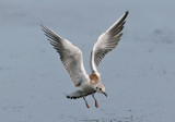 Black-headed Gull (Larus ridibundus) - skrattmås