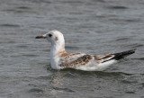Black-headed Gull (Larus ridibundus) - skrattmås