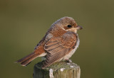 Red-backed Shrike (Lanius collurio)