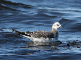 Sabines Gull (Larus sabini) - tärnmås