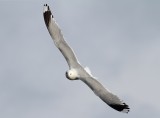 Common Gull (Larus c. canus) - fiskmås