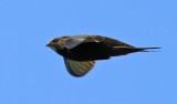 Common Swift (Apus apus) - tornseglare