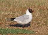 Black-headed Gull (Larus ridibundus) - skrattmås