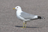 Common Gull (Larus c. canus) - fiskmås