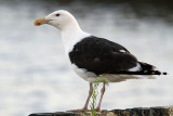 Great Black-backed Gull (Larus marinus) - havstrut