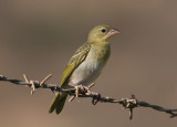 Rüppell's Weaver (Ploceus galbula)