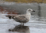 Herring Gull (Larus argentatus) - gråtrut