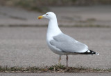 Herring Gull (Larus argentatus) - gråtrut