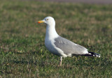 Herring Gull (Larus argentatus) - gråtrut