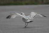 Herring Gull (Larus argentatus) - gråtrut