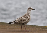 Great Black-backed Gull (Larus marinus)